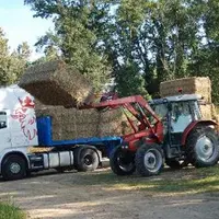 En période de récolte des céréales d’automne, la paille pourrait manquer