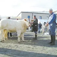 DEESSE : Prix d’Honneur jeune femelle de l’Earl OLIVIER Bernard - Teilhet - Puy-de-Dôme