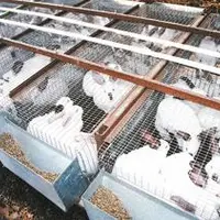 Le marché du lapin est aujourd’hui déficitaire.