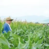 Les castrations des maïs ont commencé le week-end du 14 juillet avec 15 jours de retard. Un décalage qui impacte la disponibilité des saisonniers.