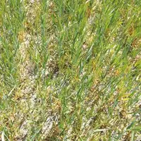 Dans les parcelles les plus superficielles, le blé ne couvre plus la terre et mesure moins de 50 cm de haut.