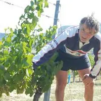 Marc Pradier dans une de ses vignes aux Martres-de-Veyre veille sur la maturité des raisins pour déterminer la date de vendange.