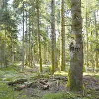 Le bois mort est source de vie et participe à la régénération naturelle des forêts mais les interventions humaines interrompent ce cycle.