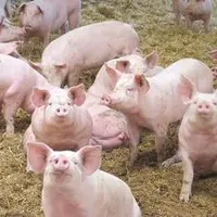 45 000 truies, 700 000 porcs charcutiers, 25 abattoirs, et 100 salaisonneries constituent la filière porcs de montagne.