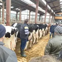 Priorité aux mamelles et aux membres au Gaec Jallat Beaudonnat