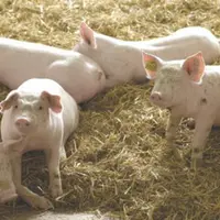 La Commission européenne a décidé d’accorder des restitutions à l’exportation* dans le secteur de la viande porcine.