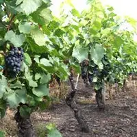 Les vendanges commencent dans le Puy-de-Dôme avec plusieurs semaines d’avance.