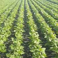 Semés le 10 mai dernier, les haricots rouges de Simon Roche ont bénéficié de conditions favorables à leur développement.