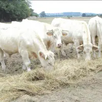 Plusieurs départements de la région ont été reconnus en calamités agricoles au titre de la sécheresse.