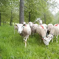 La Commission Européenne discute en ce moment même une possible augmentation du contingent néozélandais.