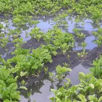Les betteraves  baignent dans l’eau
