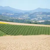 Les grandes cultures dans le Puy-de-Dôme ont un poids économique non négligeable.