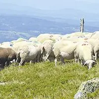 Les sécheresses successives asséchent les sources, jusque-là intarissables, de l’estive des Monts du Forez