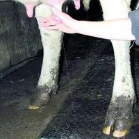 Hygiène de traite après une détection précoce des mammites