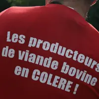 Les éleveurs de viande bovine se mobilisent à nouveau pour exiger une hausse des prix.