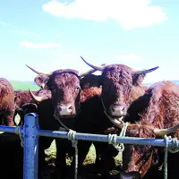 Vaches salers