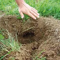 Les trous sont larges et rapidement rebouchés par le nuisible lorsqu’ils sont mis en évidence avec une bêche. Le piégeage avec des pinces peut s’avére