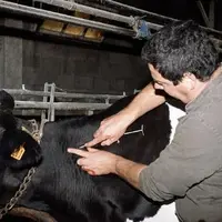 Pour les animaux qui ne sont pas destinés à l’export, l’UE n’interdit pas la vaccination par l’éleveur si ce dernier a reçu l’autorisation du vétérina