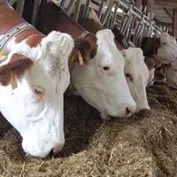 Le cahier des charges du Saint-Nectaire prévoit l’arrêt de l’utilisation de l’ensilage dans les rations. Une décision qui est loin de faire l’unanimit