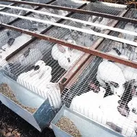 L’envolée des coûts des matières premières alourdit le coût de production de l’ordre de 0,35 euro/kg vif, sans répercussion sur le prix à la consommat