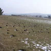 Dégats causés par les campagnols