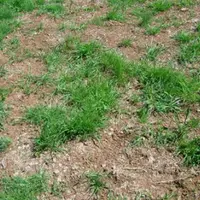 Partout où passent les rats taupiers, l’herbe trépasse
