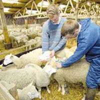 La vaccination ovine devient facultative, à la charge des éleveurs.
