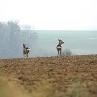 Depuis 2013, le GDS en association avec la Fédération des
chasseurs du Puy-de-Dôme mène une surveillance épidémiologique sur le grand gibier.