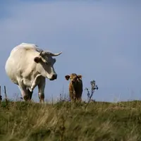 Le changement climatique est déjà perceptible sur les prairies du Massif central.