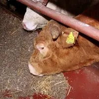 Taurillons consommant une ration à base de pulpe de betterave surpressée