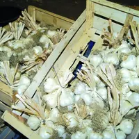 L'inscription de l'Ail rose de Billom permet de perpétuer des pratiques et savoir-faire ancestraux.