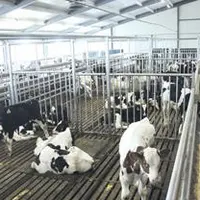 La filière veaux de boucherie régionale a besoin de nouveaux producteurs pour renouveler la génération
d’éleveurs qui part à la retraite.