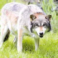 En moins de 10 ans, deux observations avérées de loup ont été réalisées dans le Puy-de-Dôme, de quoi déclencher la mise en place d’une cellule de veil