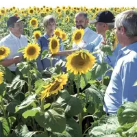 Visite de la démonstration des variétés de tournesol LG en Turquie avec de gauche à droite, Richard Legrand, Rita Szalay, Cenk Saracoglu, Daniel C
