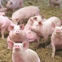 La production porcine est un élément important du paysage économique du Massif central.