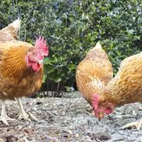 La volaille d’Auvergne est élevée
en plein air, nourrie 100% avec des céréales françaises et sans aucun antibiotique.