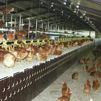 Jacky Force, affirme : " le prix à la consommation des volailles reste stable : ce n’est pas normal, et nous demandons que ce prix augmente, lui aussi