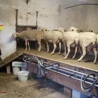 Cristelle Fabre conduit et transforme le lait de ses 47 brebis Lacaune près de Thiers.