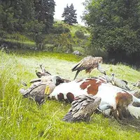 Les vautours en plein festin...