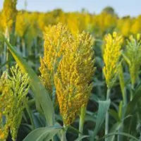 Le sorgho et le houblon peuvent être des cultures à développer sur le département.