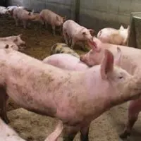 Les éleveurs de porcs de montagne sont dans l’attente des décisions du Parlement et de l’OMC.