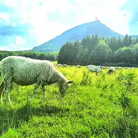 Le Parc des Volcans d'Auvergne accompagne les éleveurs ovins en race Rava dans la valorisation de leurs productions.