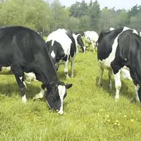 Les ruminants contribuent depuis toujours à l’effet de serre à hauteur de 2 à 3 % dans le monde. Un taux qu’utilisent certains lobbies pour accuser le