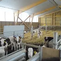 La nurserie peut accueillir jusqu’à 68 veaux. L’installation d’un distributeur automatique de lait permet aux éleveurs d’éviter la corvée des biberons