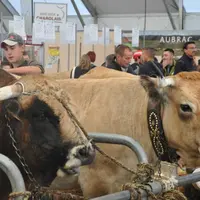 Après la blonde d'Aquitaine, en 2019, l'aubrac organisera, cette année, son concours national au Sommet de l'Elevage.