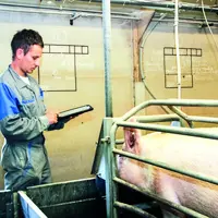 Le communiqué de presse d'INAPORC rapporte une hausse de 6,6 % des importations de porcs sur les 7 derniers mois.
