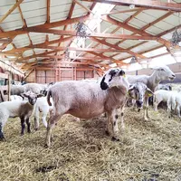 Des moutons sur une aire paillée dans une bergerie.
