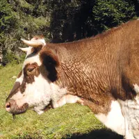 Vache atteinte de la besnoitiose.