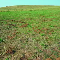 Les activités de forage des campagnols terrestres reprennent comme ici sur le plateau du Cézallier.