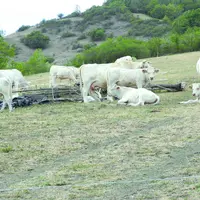Charolaises dans un pré
